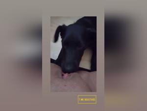 Lickages Animaux: Délices Incestueux