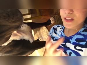 Bisous Dévastateurs Chien, Baise Salope