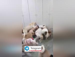 Chinese Super Dog Party 2: Girls & Dogs Extreme Action