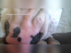 Exclusive Ebony Dog Home Sex Experience
