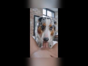 Austrian Shepherd Dog Bangs Woman