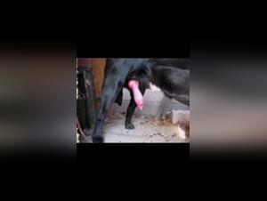 submissive dog mistress tickzoo