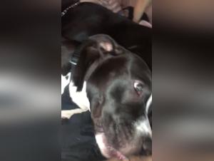 Bestiality Video: Two Dogs in an Extreme Sexual Experience