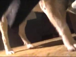 Into Forbidden Territories: Zoophilia & Artofzoo