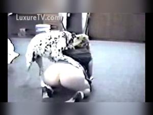 Navigating Ethics in Zooville's Realm