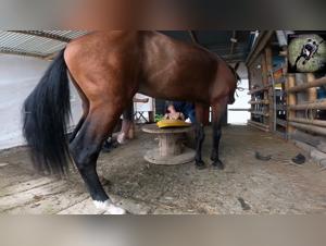 Sex Bestiality with Horse and Dog: Erotic Animal Video