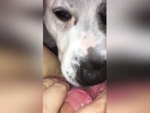 Dog hungry for female pleasure