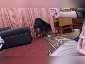 Exploring the Ethics of Zoophilia