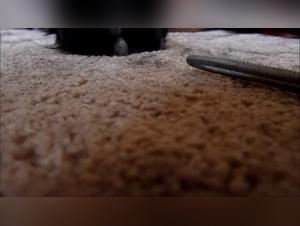 Bestiality sex video: a woman and a dog in an intense relationship