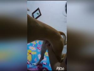 Teen Curiosity: Delving into Dog Blow Jobs