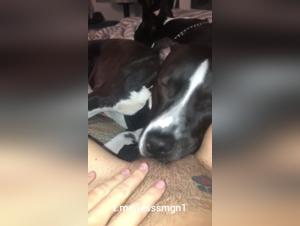 Mature women and dogs: hardcore bestiality videos