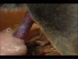 animal cum marathon 1 with a dog