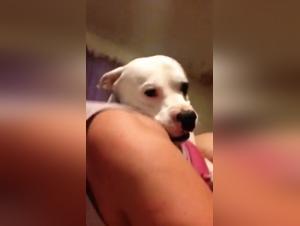 Sex video with a dog: a beastly and exciting experience