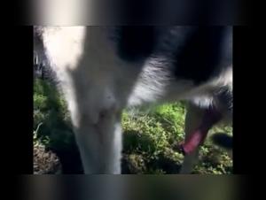 Sex video with a dog in the forest