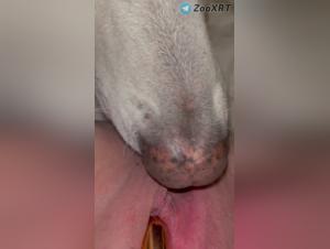 teen fucked by dog, intense licking action