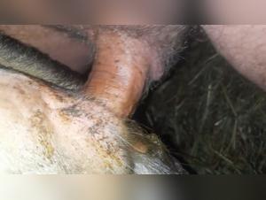 bestialzoo woman cow