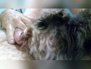 Dog sex video: a dog licks his master