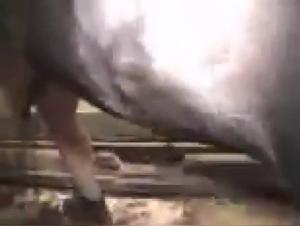 Animal Eroticism: Desire Immersion