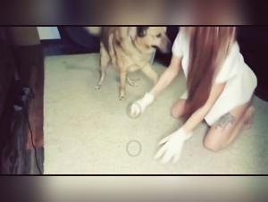 Woman Dog Sex