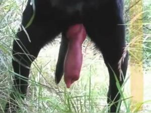 Svelando il mondo di Artofzoo Tickzoo