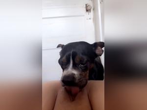 Animal Abuse : Unlooked Reality