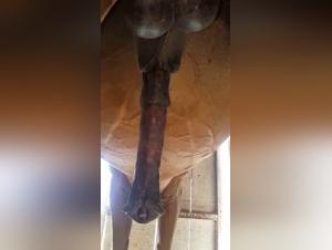 Forbidden Bestiality Explorations