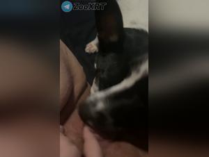 deux chiens ravagent sa chatte sauvage