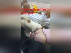 chinese wife ravaged by pack of savage dogs