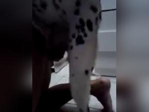 Dog sex videos: our story