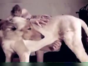Chica Perro Foquista Salvaje