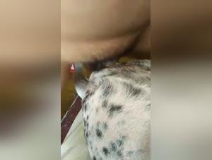 Bestial encounter between men and Dalmatian female dog