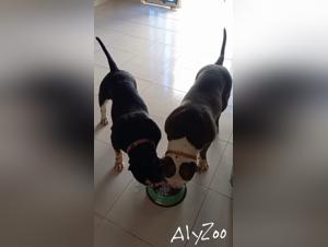 Dog sex videos for bestiality lovers