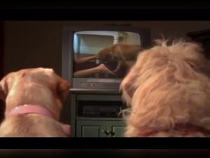 Sadie and her shocking adventure with a dog