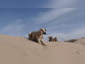 Intimate Encounters: The Sloughi in Essaouira