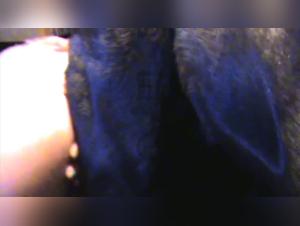 A beastly encounter with Cataliya and her four-legged friend