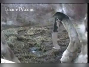 Horse in heat: an exciting zoophilia video