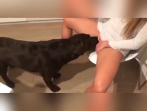forbidden desires, beastly sex