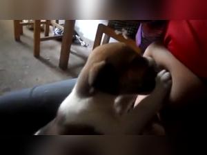 Intimate Moment: Puppy and Owner