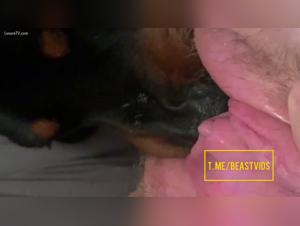 perra succion, pasión canina desenfrenada