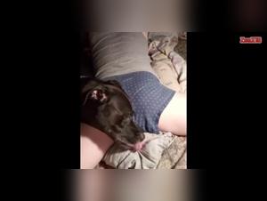 Unveiling Taboo Animal Desires