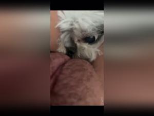 Little White Dog in a Zoophilia Video