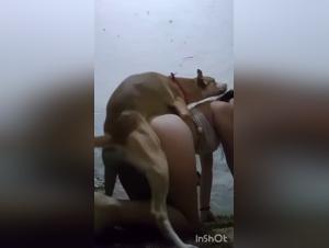Porno Animale Realista: Girl Sucks Dog - Scopri il Tatto