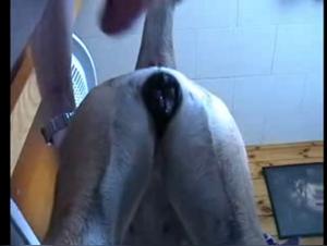 Bestiality: Man and female dog in an intimate relationship