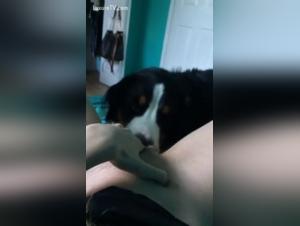 Sex with dog: a woman alone with her dog