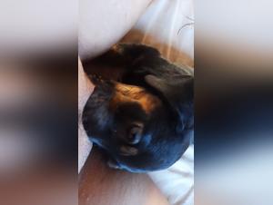 Dog licks deep in zoophilia video