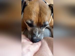 dirty dog licks my pussy wild
