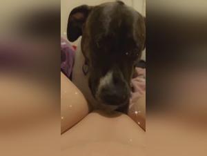 new canine treatments