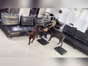 Compilation Facefuck Dog fucks Silesto