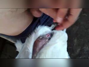 Bestiality: A Forbidden Love Story Between a Man and a Goat