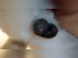 dog fuck wild teen wife